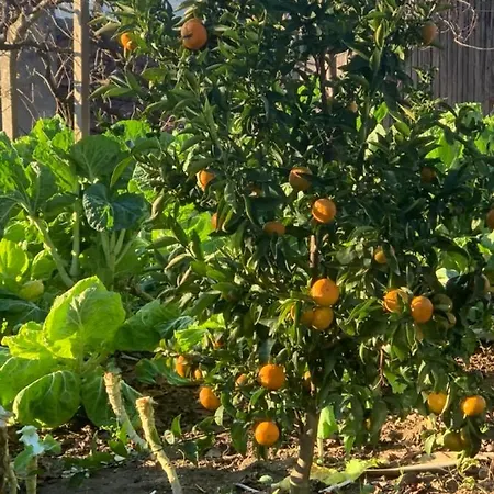 Casa de Férias Casa Da Horta - Douro Portugal